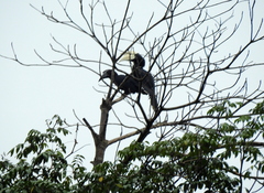 Anthracoceros malayanus