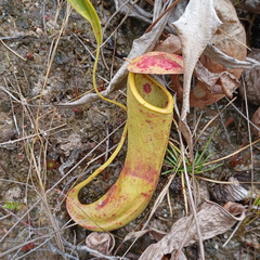Nepenthes mirabilis
