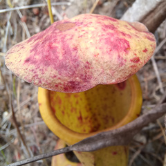 Nepenthes mirabilis