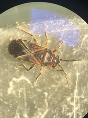 Arocatus melanocephalus