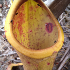 Nepenthes mirabilis