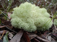 Cladoniaceae