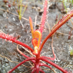 Drosera serpens