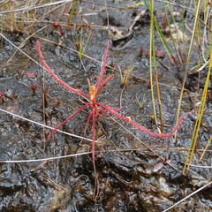 Drosera serpens