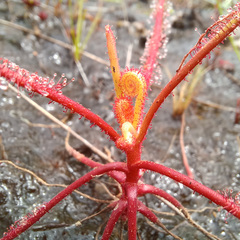 Drosera serpens
