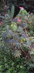 Jatropha multifida