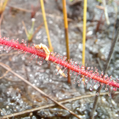 Drosera serpens