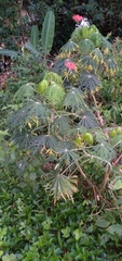 Jatropha multifida