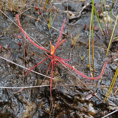 Drosera serpens