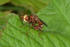 Sicus ferrugineus