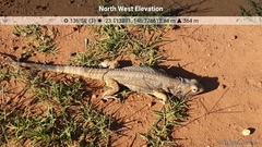Pogona barbata