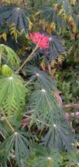 Jatropha multifida