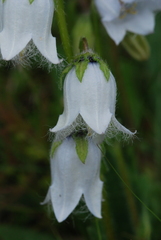 Campanula barbata