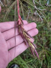 Tillandsia simulata