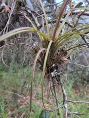 Tillandsia simulata