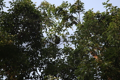 Trachypithecus mauritius