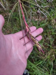 Tillandsia simulata
