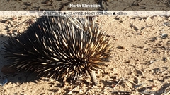 Tachyglossus aculeatus