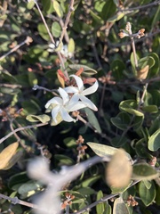 Ancylobothrys capensis