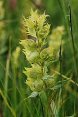 Rhinanthus glacialis