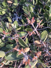 Ancylobothrys capensis