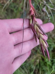 Tillandsia simulata