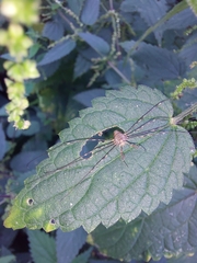 Dicranopalpus ramosus