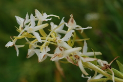 Platanthera