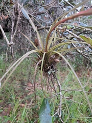 Tillandsia simulata