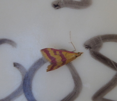 Pyrausta sanguinalis