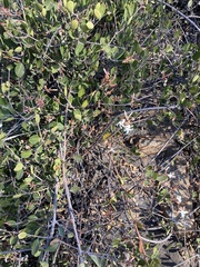 Ancylobothrys capensis