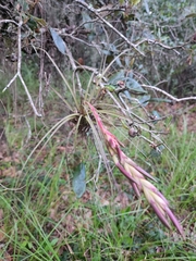 Tillandsia simulata