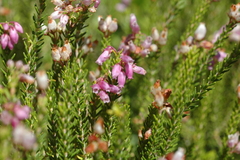 Erica terminalis
