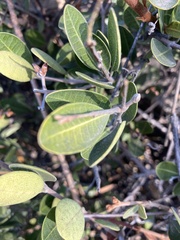 Ancylobothrys capensis