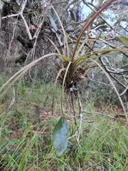 Tillandsia simulata