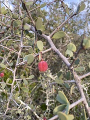 Gloveria integrifolia