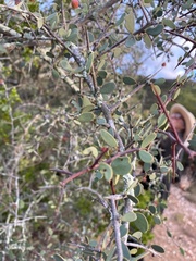 Gloveria integrifolia