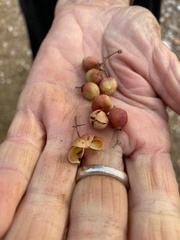 Gloveria integrifolia
