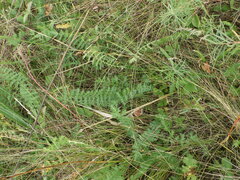 Filipendula vulgaris