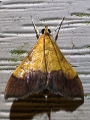Pyrausta bicoloralis