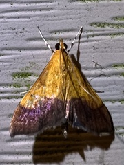 Pyrausta bicoloralis