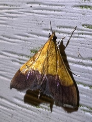 Pyrausta bicoloralis