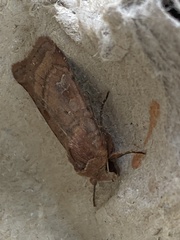 Diarsia rubi