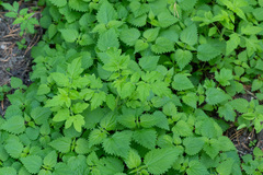 Solanum lycopersicum