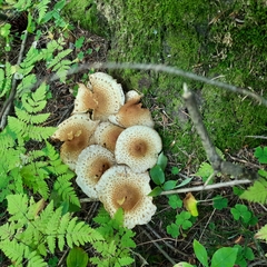 Pholiota squarrosa