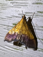 Pyrausta bicoloralis