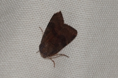 Noctua janthina