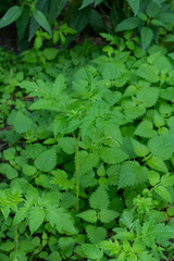 Solanum lycopersicum