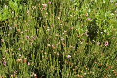 Erica terminalis