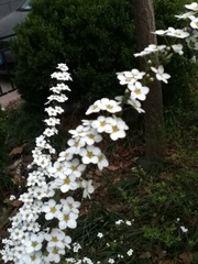 Spiraea thunbergii